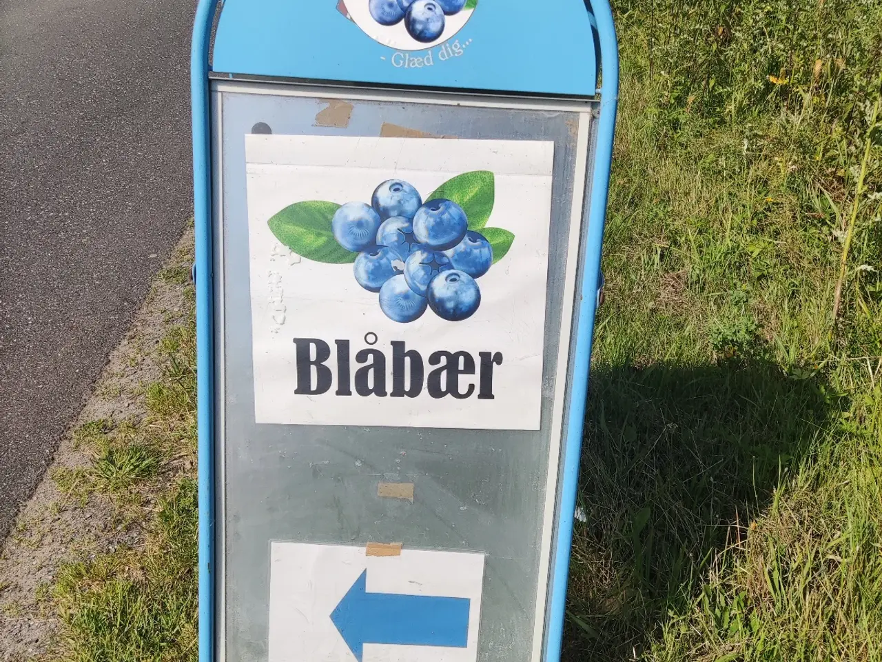 Billede 18 - Blåbær salg og Pluk Selv