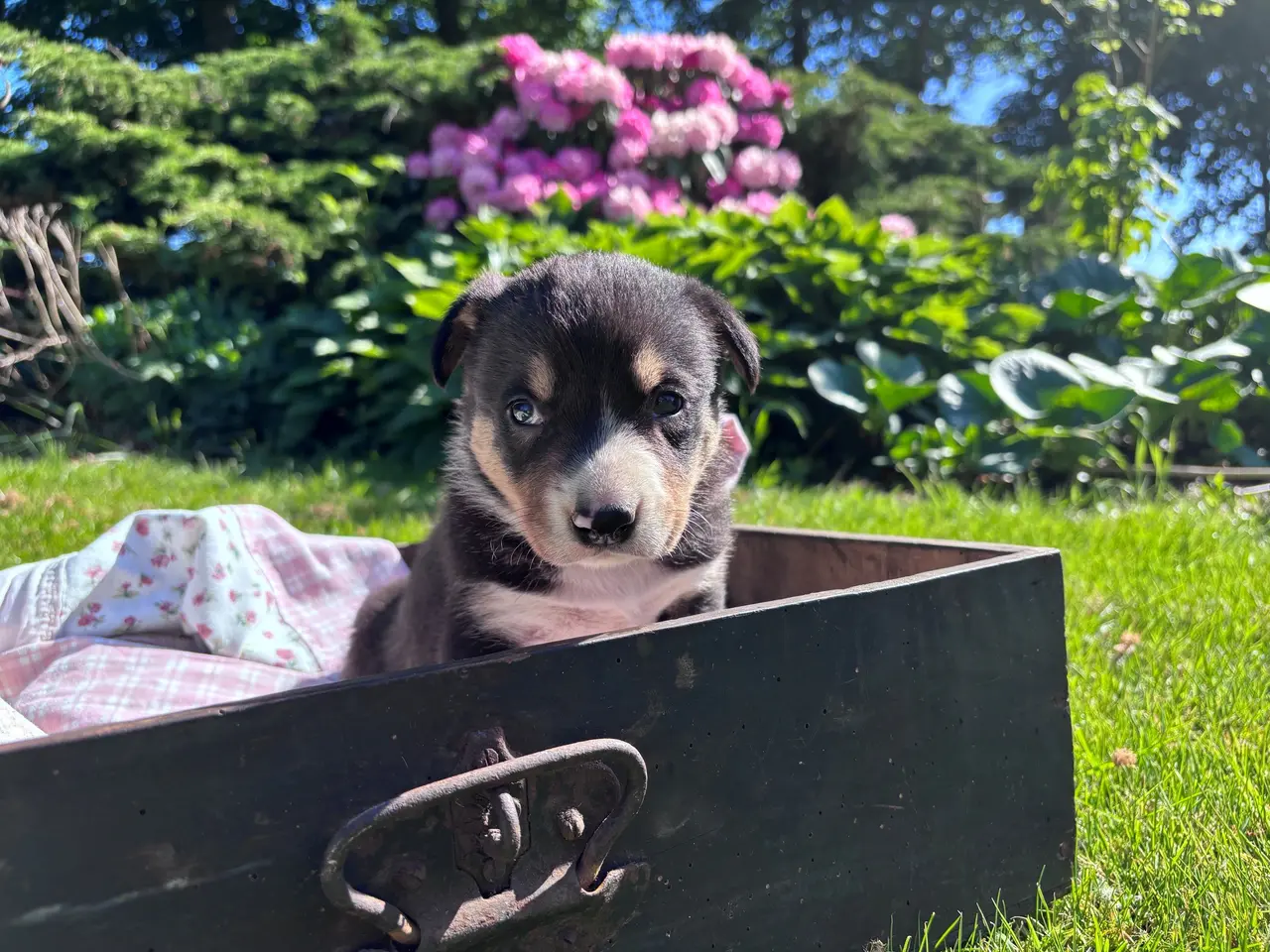 Billede 6 - Border Collie hvalpe