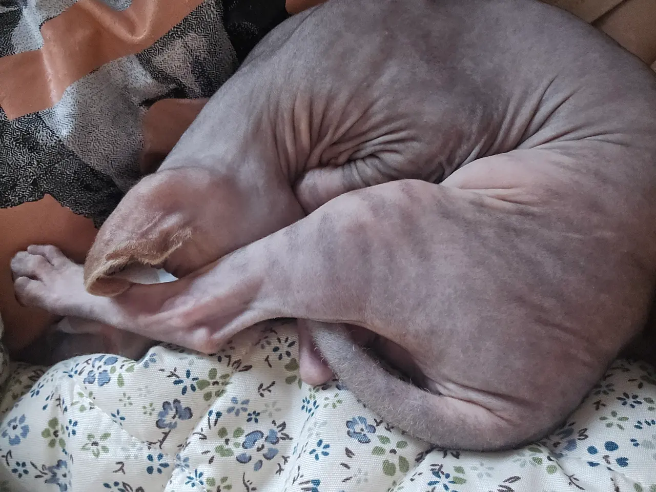 Billede 4 - Sphynx pige uden stamtavle