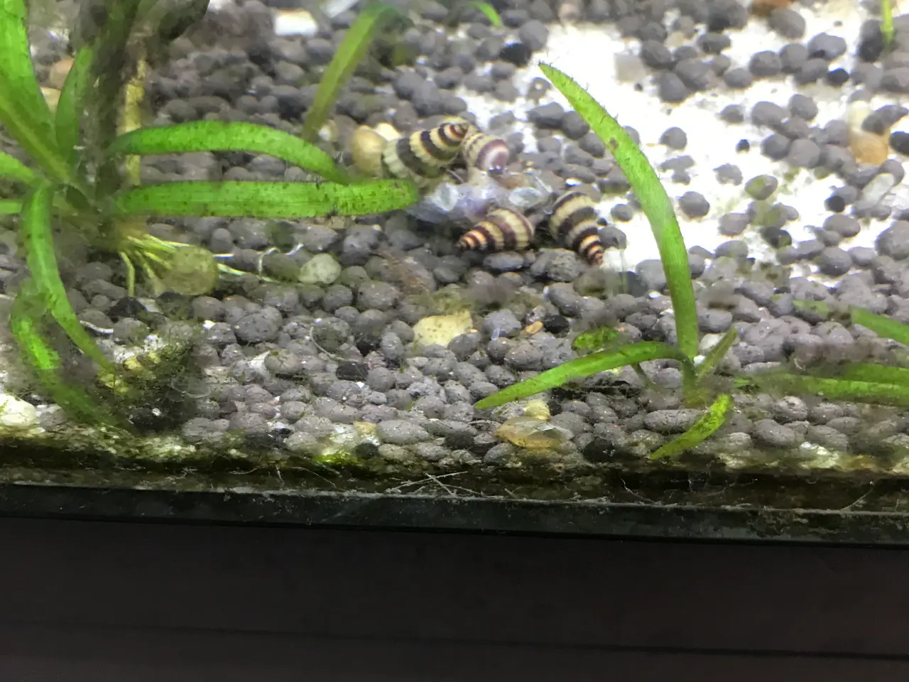 Billede 12 - 🐌 Helena snegle – mod uønskede snegle 5 stk 30 kr