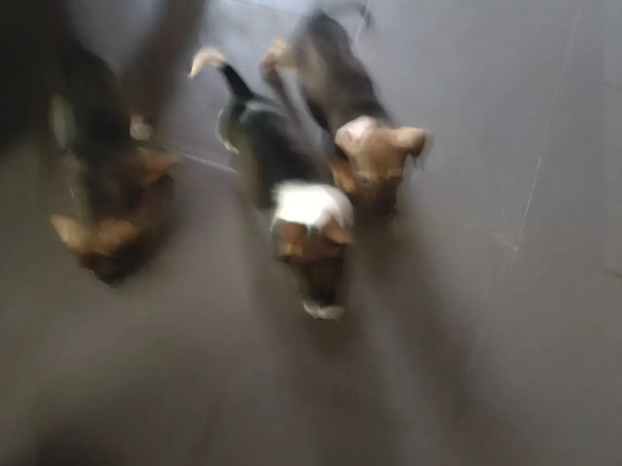 Billede 10 - Dansksvenskgårdhund/ gravhund