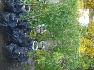 FRUGTTRÆER: Æble- pære- og blommetræer