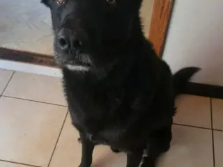  Blandingshvalpe søger et nyt, kærligt hjem 🐶 - 5