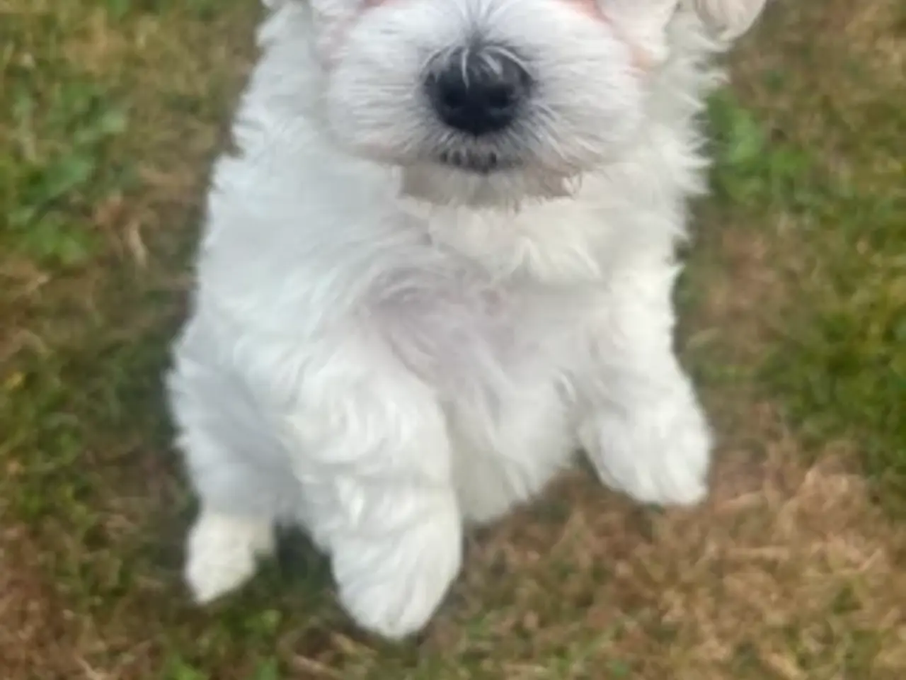 Billede 1 - 🐶💕 2 SKØNNE BICHON FRISÉ PIGEHVALPE
