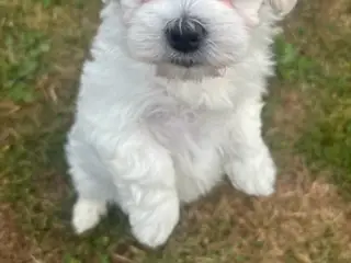 🐶💕 2 SKØNNE BICHON FRISÉ PIGEHVALPE 