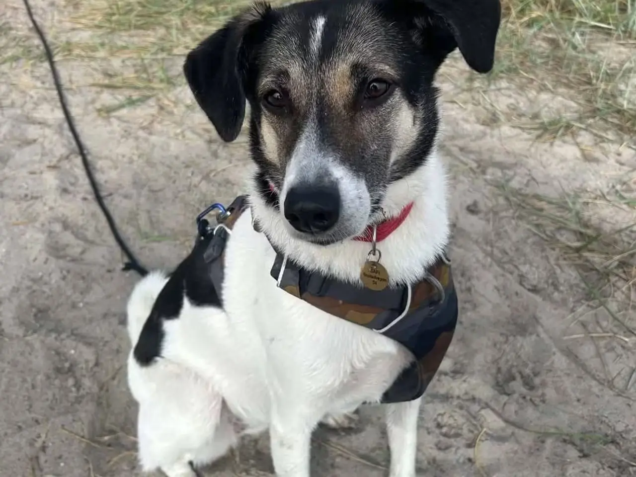 Billede 1 - Skønne Safi søger nyt hjem 🐶