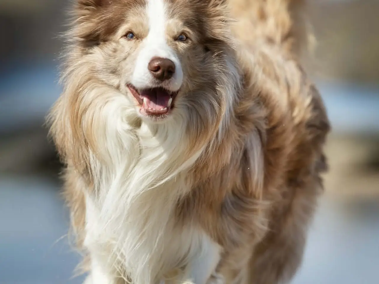 Billede 5 - Hvalpe  stamtavle FC-I Border Collie ADHD, Agility