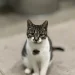 koshka
