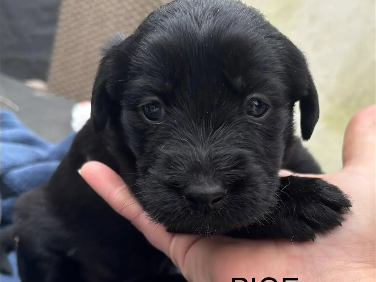 Billede 4 - Dejlige double doodle af labra og goldendoodle