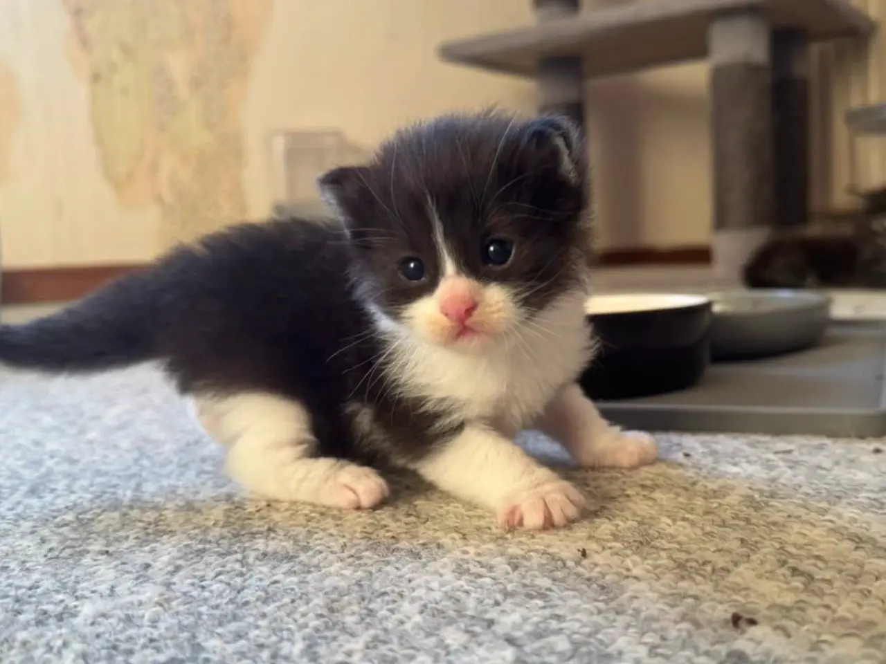 Billede 7 - 🖤Nuttet Maine Coon/Ragdoll hankilling🖤