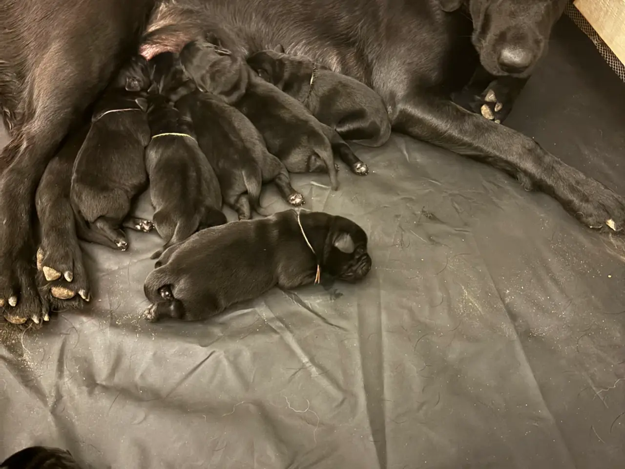 Billede 5 - Skønneste labrador hvalpe sælges