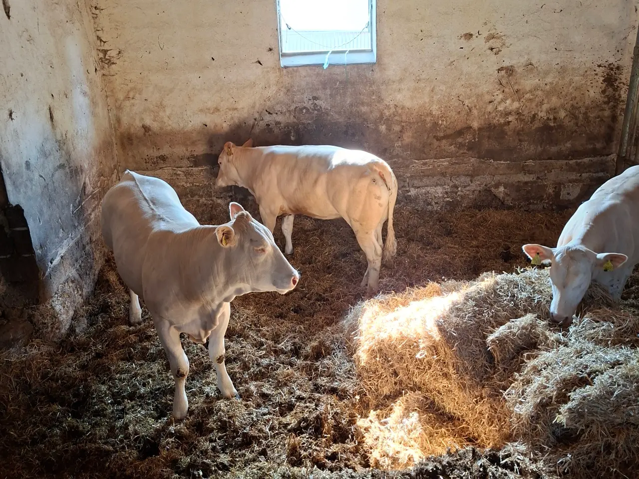 Billede 6 - 3 stk. flotte pollede blonde kvier