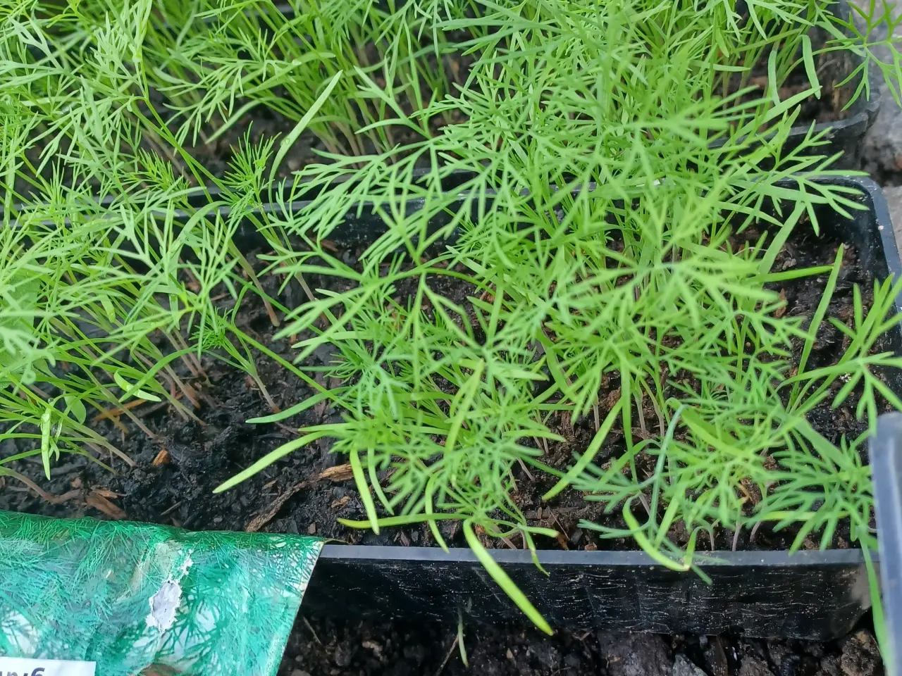 Billede 6 - Krydderurter Oregano, Citronmelisse mfl.