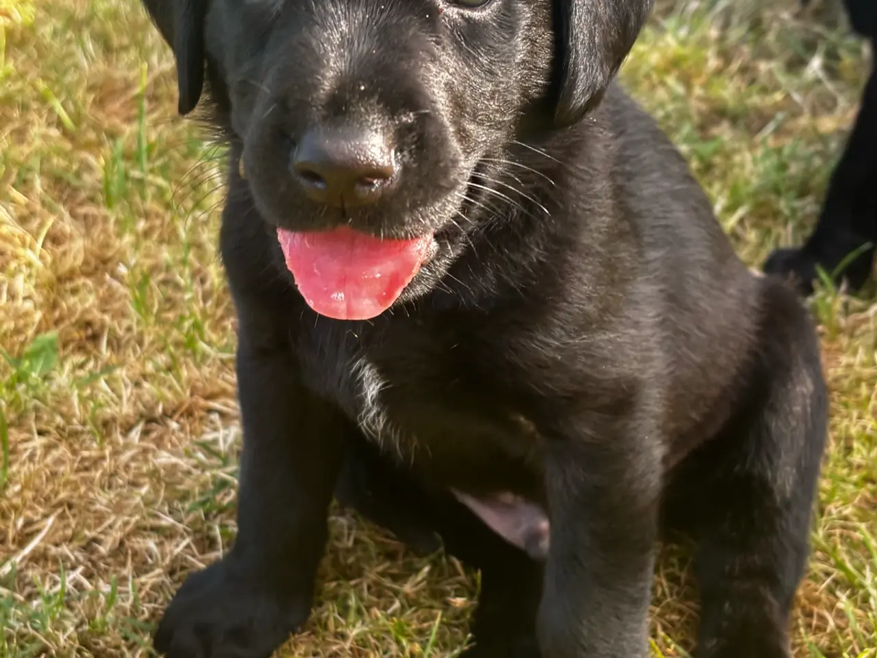 Billede 2 - Dejlige f1 labrador hvalpe