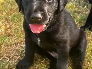 Dejlige f1 labrador hvalpe - 2