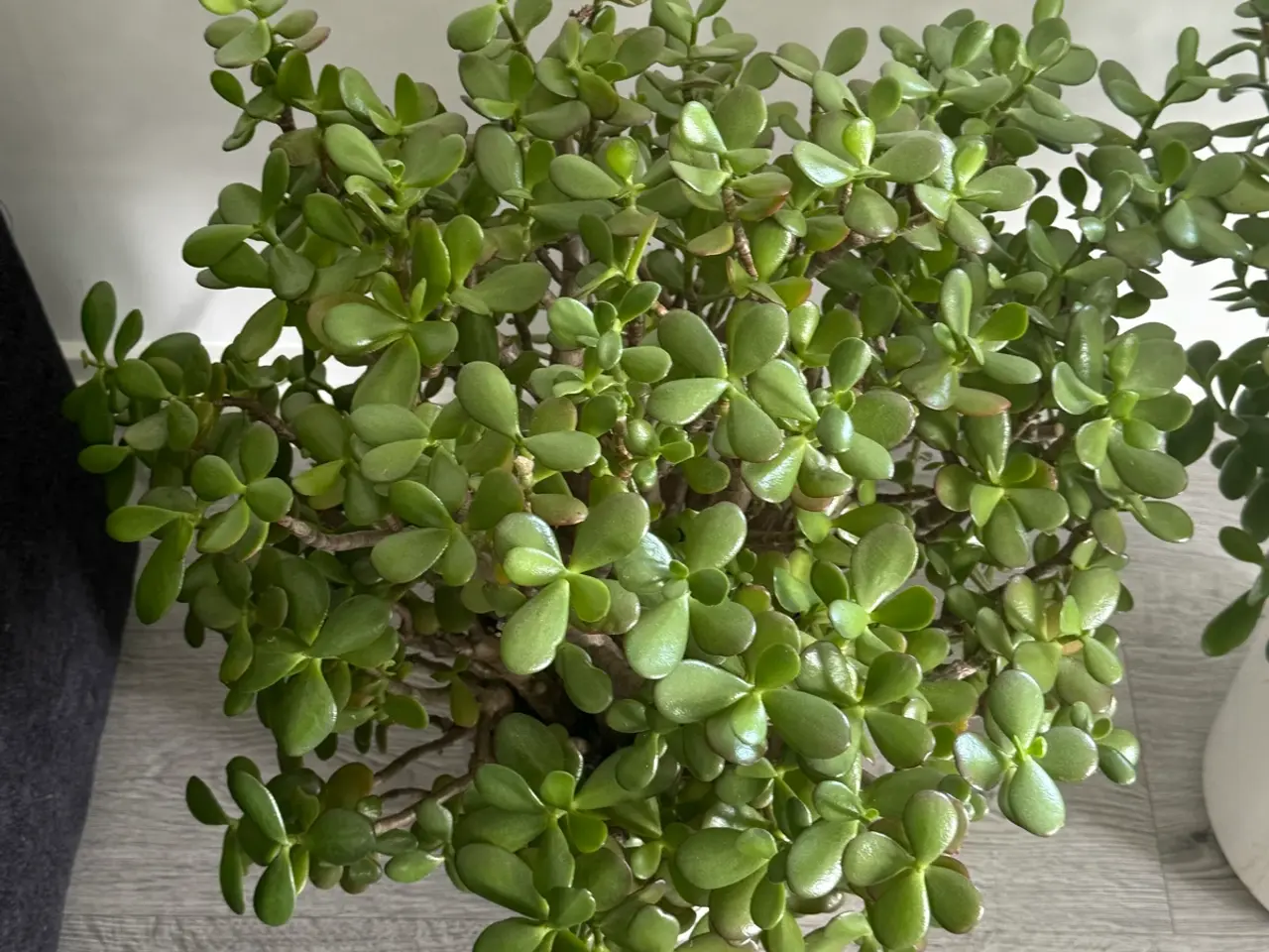 Billede 5 - Store paradis/pengeplanter i hvide krukker.