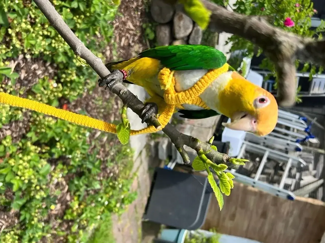 Billede 1 - Han caique søger nyt hjem 
