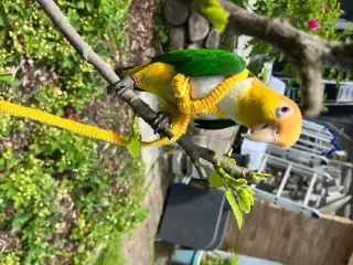 Han caique søger nyt hjem 