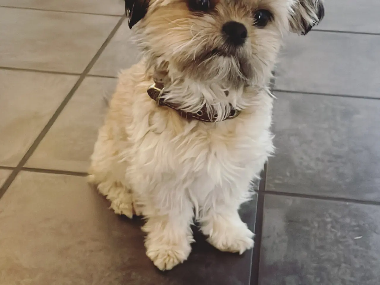 Billede 6 - HELT NYE Shih-Poo hvalpe 