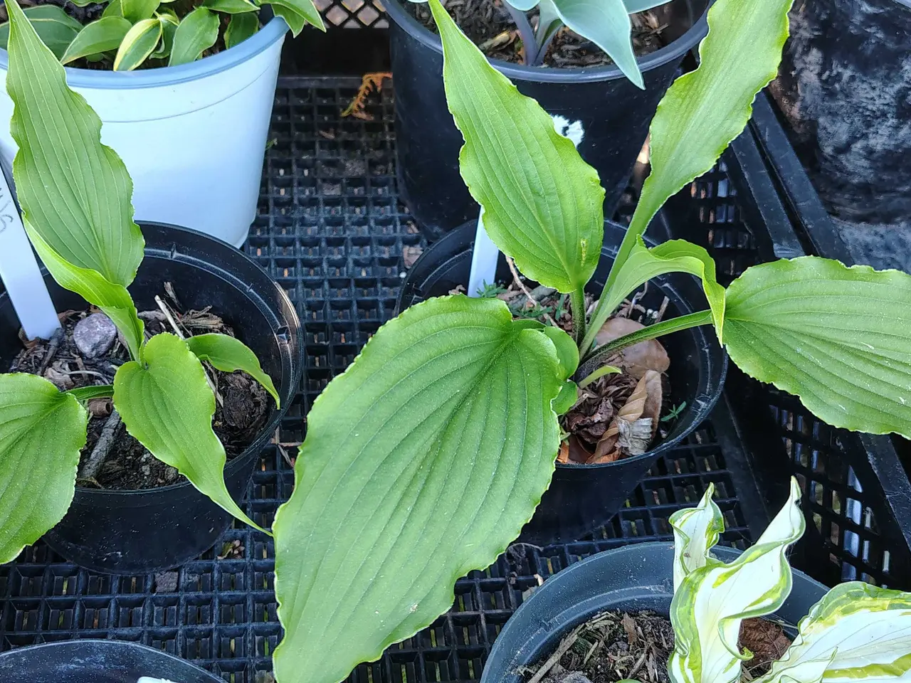 Billede 4 - Forskellige Hosta 