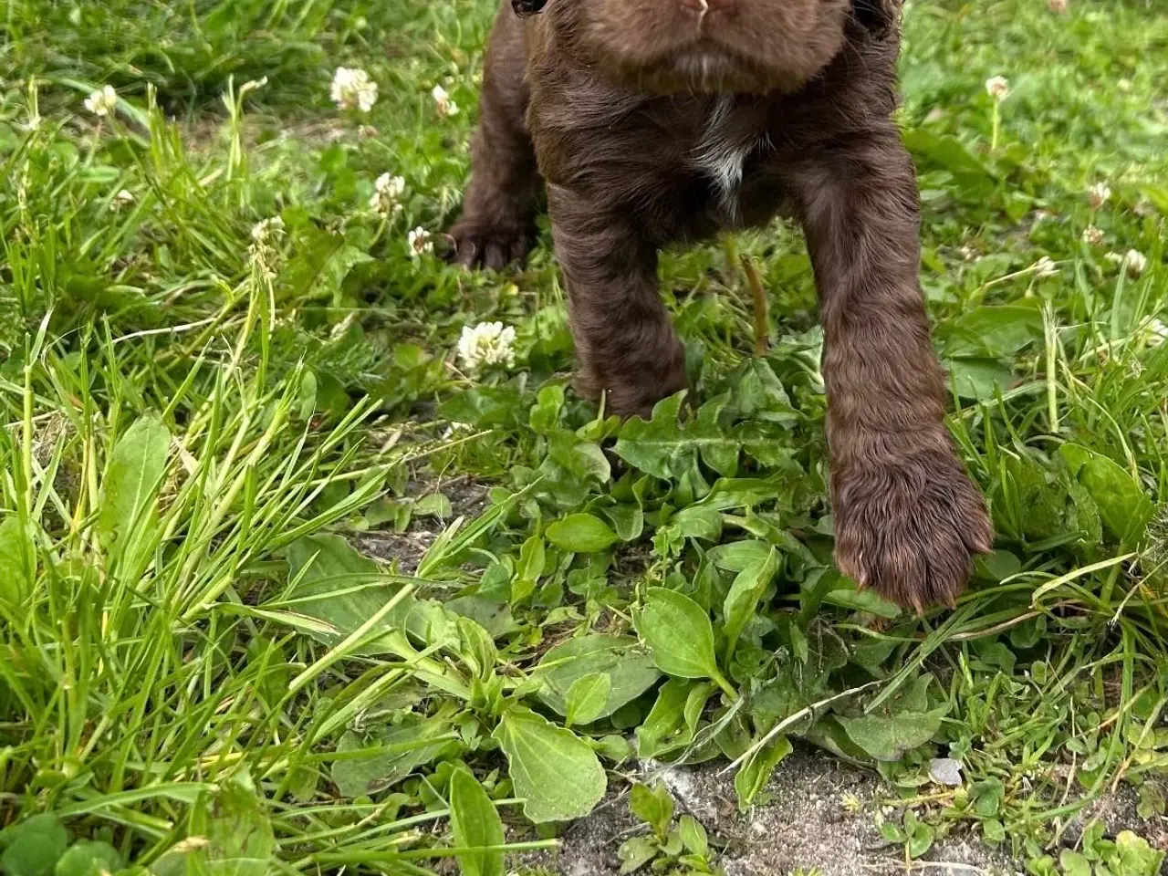 Billede 1 - FT Cocker Spaniel hvalpe