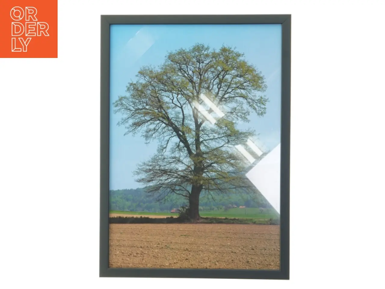 Billede 1 - Indrammet billede af et træ (str. 29,8x42 cm)