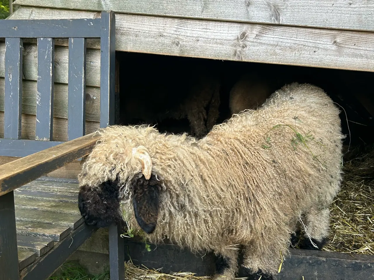Billede 8 - Smukt Valais Blacknose gimmer lam sæl