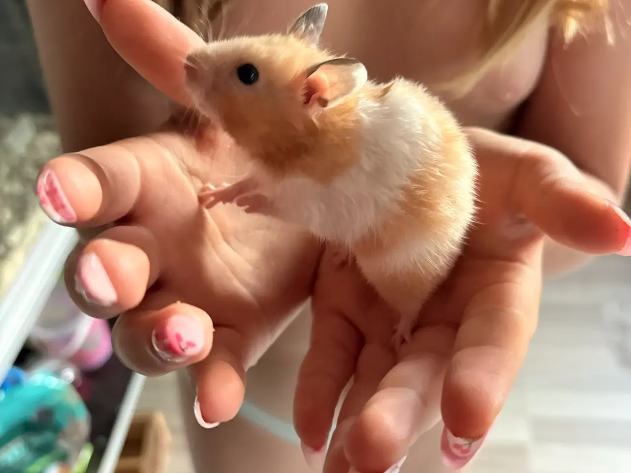 Billede 1 - Guld hamster