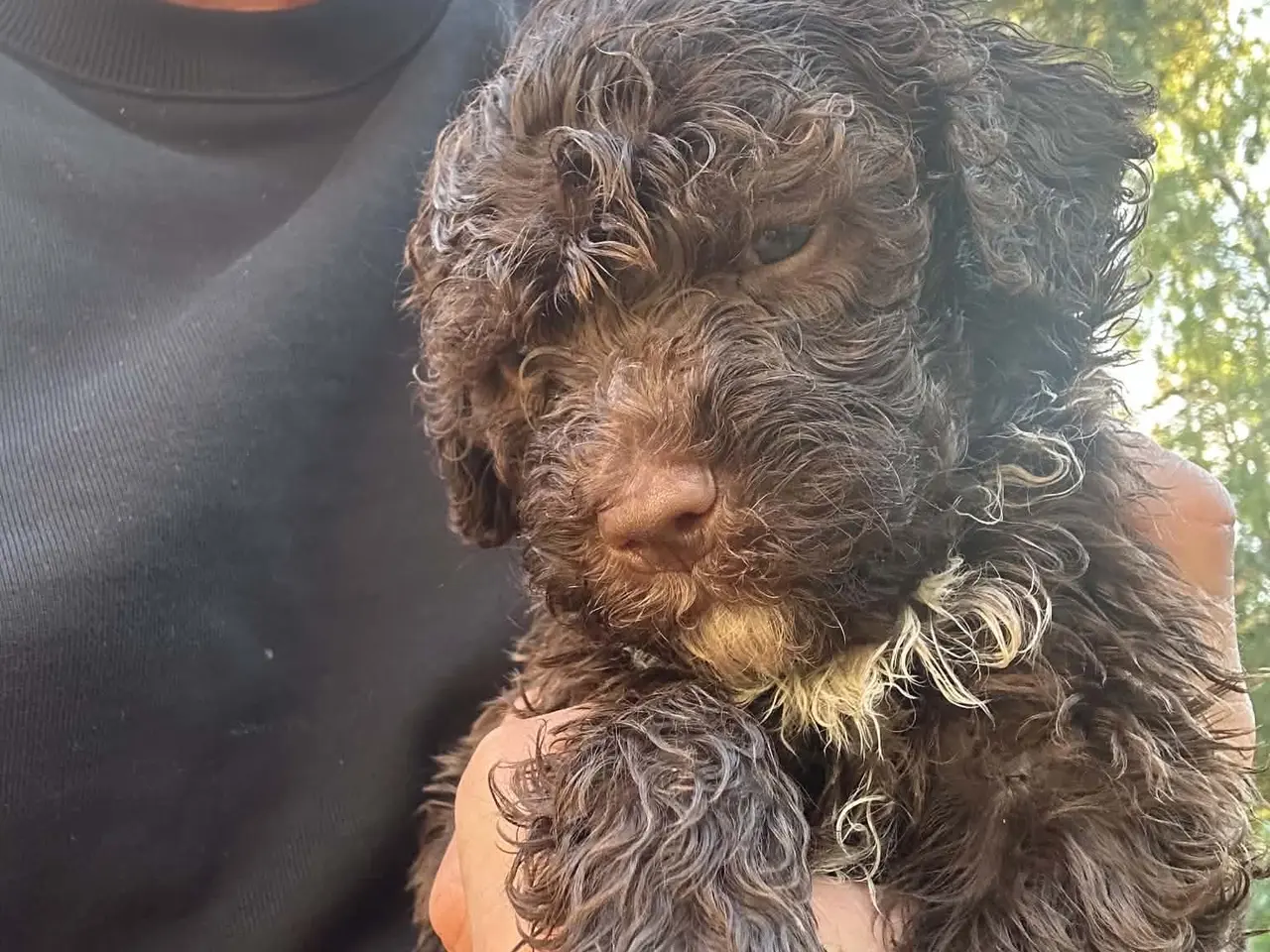 Billede 1 - Charmerende og kælen Lagotto Romagnolo