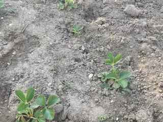 Jordbærplanter