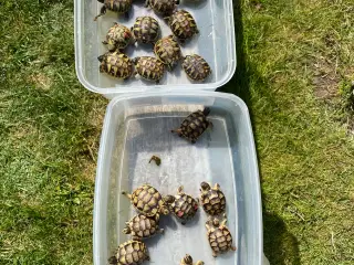 Skildpadde landskildpadde 