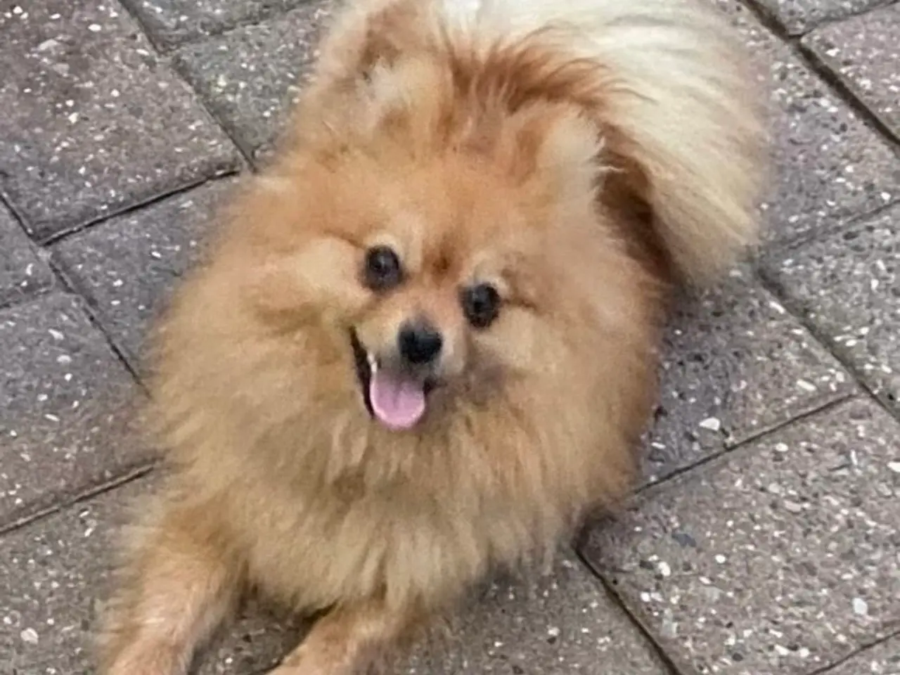 Billede 10 - Pomeraniana