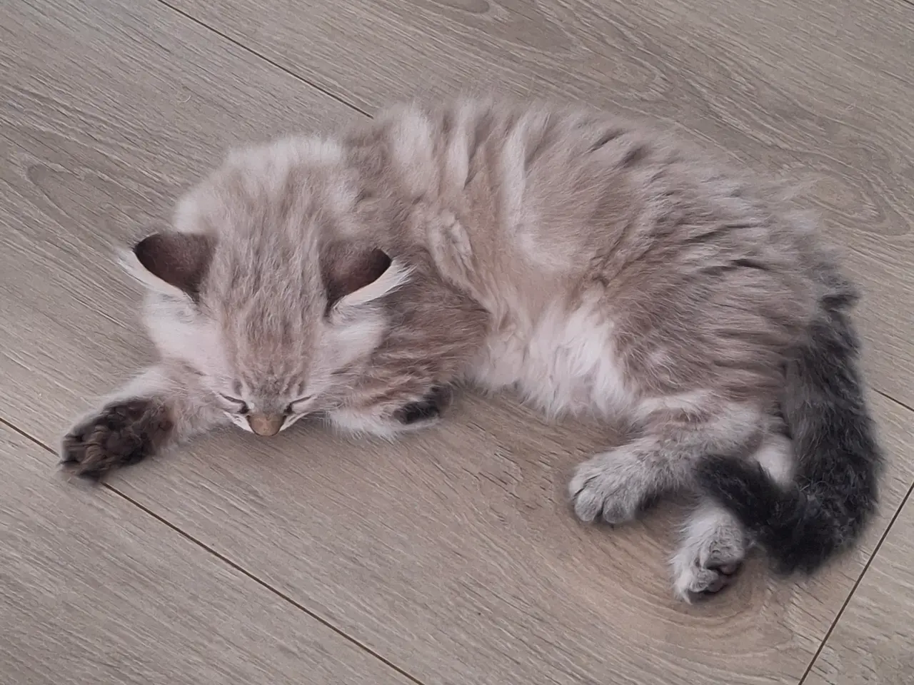 Billede 2 - British Longhair/regdoll