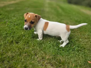 Jack russel terrier hvalpe 