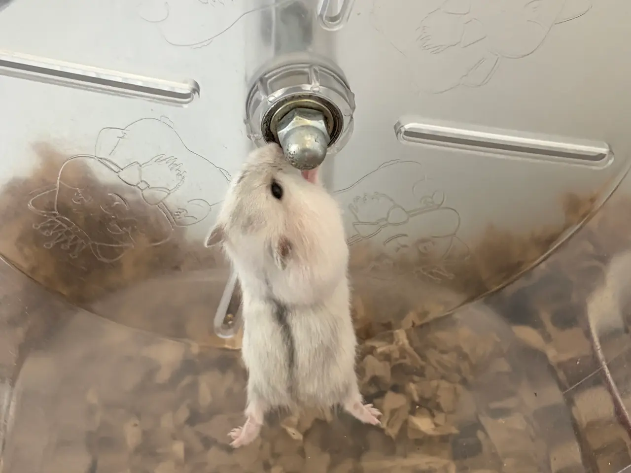 Billede 2 - Djungarian hamsters