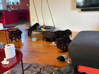 Skønne gammeldags brune Labrador hvalpe.