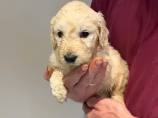 Smukke Golden Doodle hvalpe
