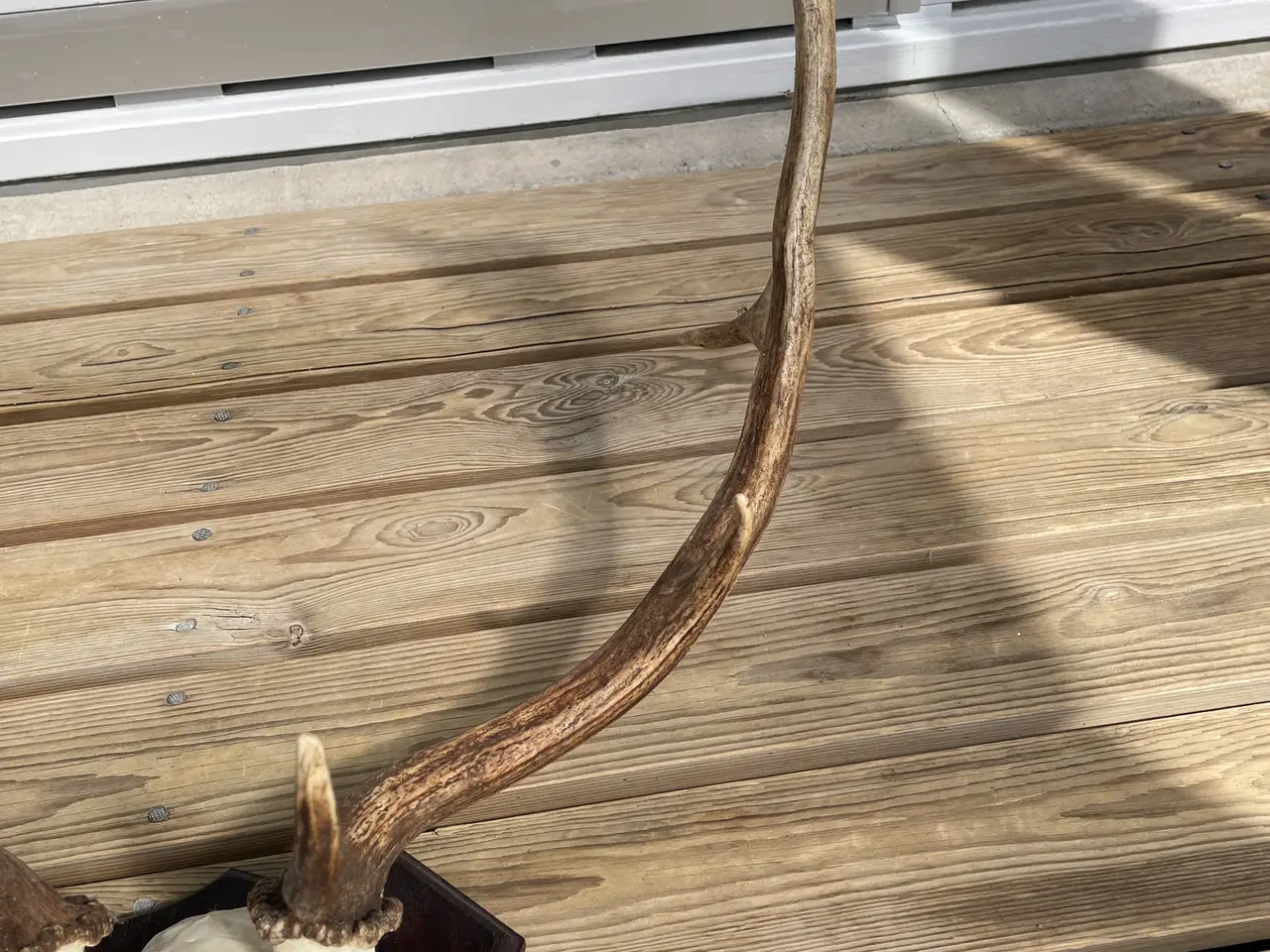 Billede 2 -  Kronhjortegevir med kranie på træplade 45cm