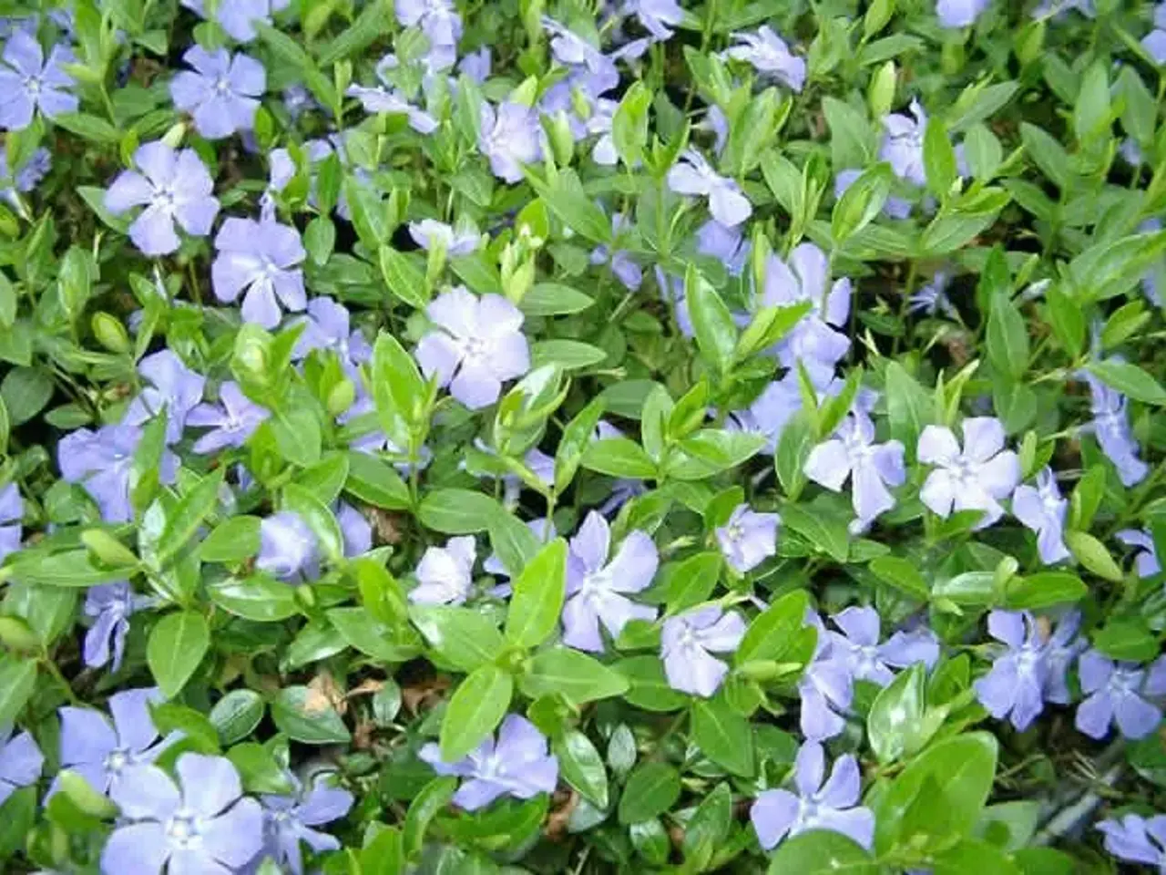Billede 1 - Vinca Minor / Vintergrøn bunddække