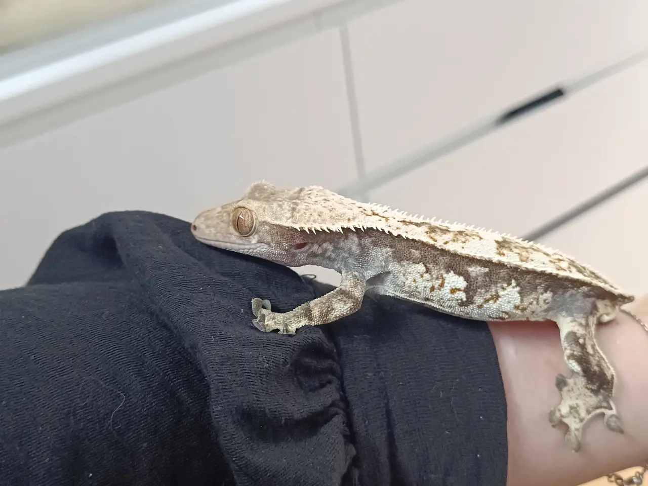 Billede 5 - De sødeste Krone gekko brødre