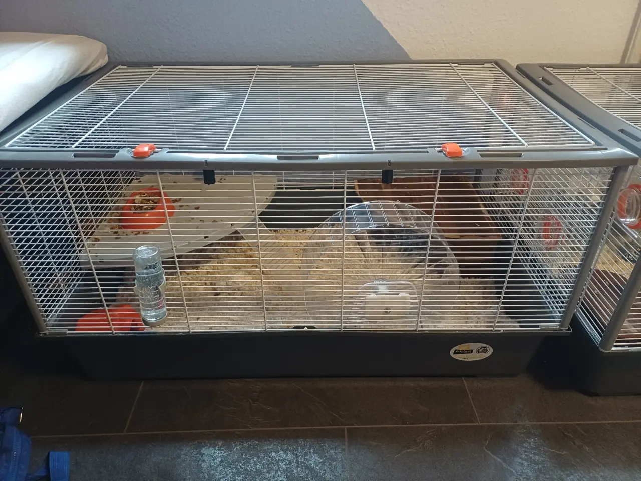 Billede 4 - 3 guld hamster sælges
