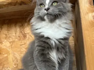 Maine coon/norsk skovkat-hellig Birma 🩵