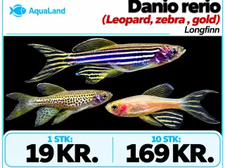 Danio longfin akvariefisk