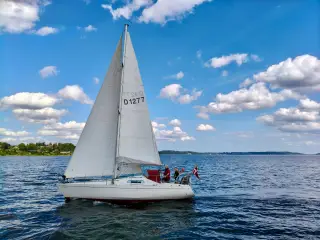 Albin Scampi 30 skarp pris