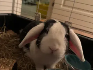 Mini lop til salg