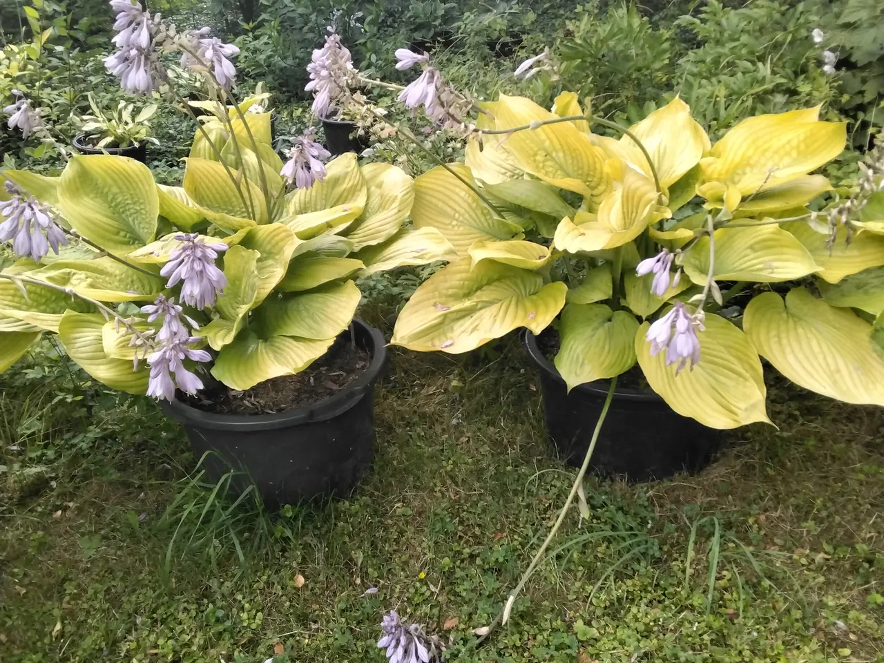 Billede 3 - XL Hosta Sun and Substance I store 40L potter