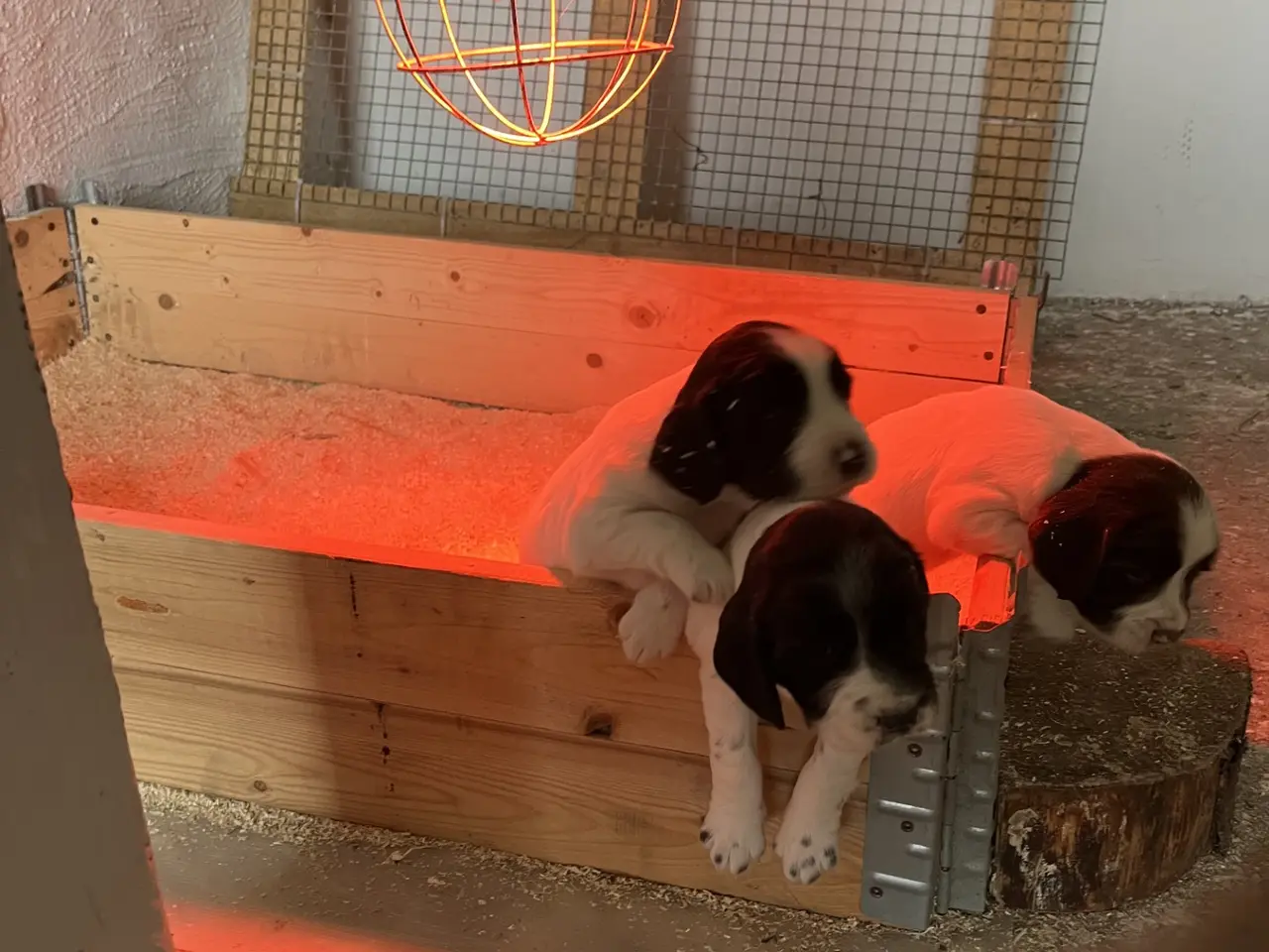 Billede 5 - FT springer spaniel hvalpe