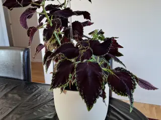 Stueplante