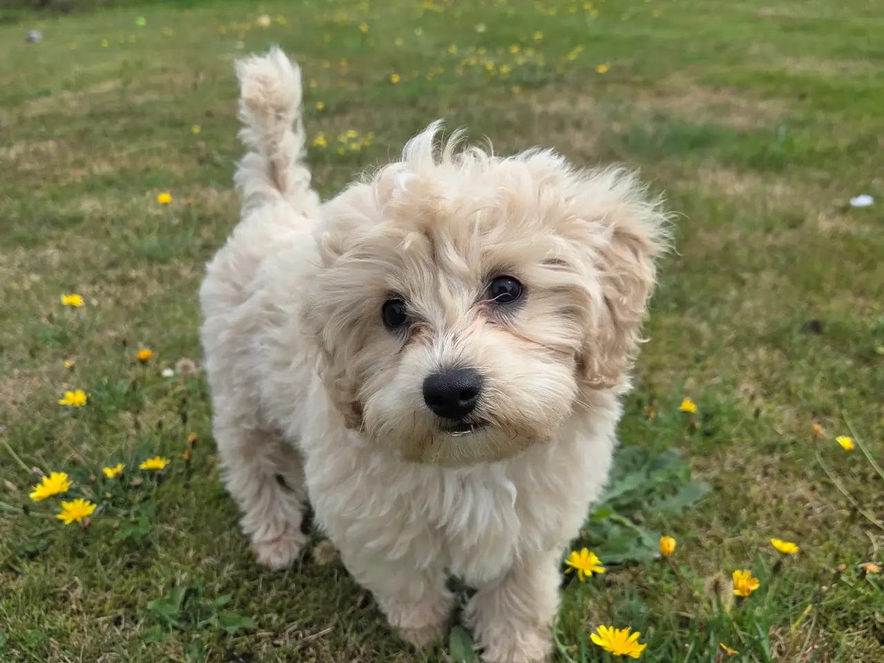 Billede 1 - Maltipoo tæve