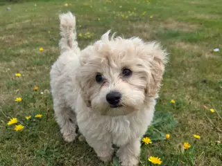 Maltipoo tæve